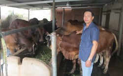Giá bò hơi giảm mạnh, Hội Nông dân một xã ở Bà Rịa - Vũng Tàu đề xuất 5 giải pháp hỗ trợ nông dân