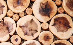 Đây là loại gỗ quý hiếm được thế giới coi là "vương mộc", ở Việt Nam không hiếm, giá hàng chục triệu đồng/kg