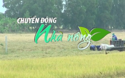 Chuyển động Nhà nông 11/11: 75.000 nông dân Kiên Giang được hưởng lợi từ dự án TRVC