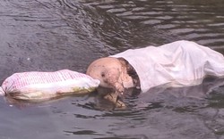 Xác động vật vứt ngổn ngang trên sông, bốc mùi hôi thối ở Thái Nguyên