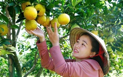 Hà Tĩnh sắp mở hội cho cam, loại đặc sản nổi tiếng thơm ngon