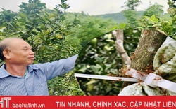 Nông dân Hà Tĩnh thả đàn kiến vàng vào vườn cam, kì lạ cây ít rụng quả, trái to, mọng nước