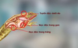 Liên tục có người ngộ độc khi ăn thịt cóc, bác sĩ cảnh báo nguy hiểm