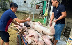 Nghệ An triển khai nhiều phương án bảo vệ đàn lợn hơn 981.000 con trước dịch tả lợn châu Phi