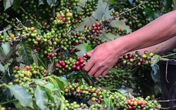 Giá cà phê ngày 14/11: Giá cà phê trong nước tăng vọt 