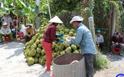 Trồng một thứ cây ví như cây tiền tỷ, gặp thời giá bán trái cao chót vót, nhà vườn Tiền Giang thu tiền tỷ/ha