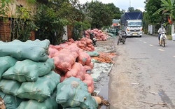 Hàng ngàn tấn bí đỏ bí đầu ra nằm la liệt, người dân Khánh Hòa như ngồi trên đống lửa