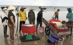 Dân một làng biển Hà Tĩnh trúng mẻ cá hố, cá đù lớn, nhà nào cũng bỏ túi tiền triệu