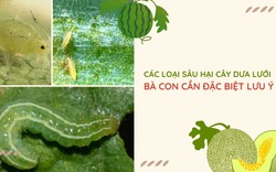 SỔ TAY NHÀ NÔNG: Các loại sâu hại cây dưa lưới bà con cần đặc biệt lưu ý