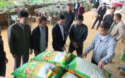 Hội Nông dân tỉnh Sơn La hỗ trợ hội viên 45 tấn phân bón phục vụ sản xuất