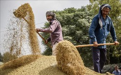 Ấn Độ ký nhiều thỏa thuận xuất khẩu gạo basmati mùa vụ mới