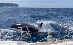 Bí ẩn cá voi sát thủ nhấn chìm tàu thuyền tại eo biển nối liền Địa Trung Hải ra Đại Tây Dương 