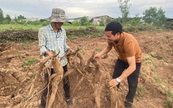 Trồng thứ cây nhổ lên củ to dài, ăn tươi tốt, làm bột uống cũng khỏe, dân Đồng Nai bán chạy như tôm tươi