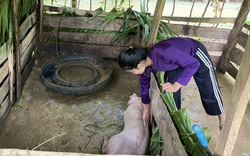 Quảng Bình: Người dân mong muốn sớm làm rõ nguyên nhân dê, lợn hỗ trợ chết hàng loạt