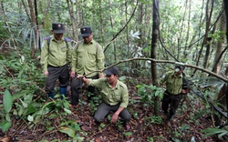 Hai loài thú hoang mang nguồn gien cổ đại đang được bảo vệ nghiêm ngặt trong khu rừng ở Quảng Nam