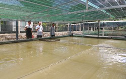 Đây là mô hình nuôi cá chình, nuôi cá lóc đạt lợi nhuận tốt, nhiều người đang đến xem ở Phú Yên