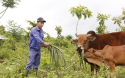 Bỏ lương 3,2 triệu/tháng, thầy giáo về quê Quảng Trị chăn bò, nuôi vịt, trồng cây ăn quả