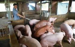 Kiến nghị giảm bớt quy trình, thủ tục tiêm vaccine dịch tả lợn châu Phi, tạo tâm lý yên tâm cho nông dân