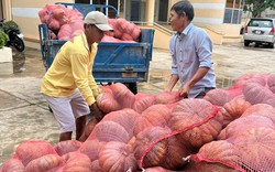 Khánh Hòa: Bí đỏ Ninh Sơn 'bí' đầu ra, nhiều đơn vị, cá nhân vào cuộc hỗ trợ tiêu thụ