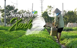 NÔNG THÔN XANH: Những ruộng rau “khát nước” dù nằm ngay cạnh 2 con sông lớn giữa Thủ đô