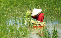 Loại rau trước nhổ vứt đi, ai ngờ ngày nay ví như "lộc trời" giá 200.000 đồng/kg