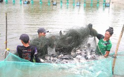 Nuôi một loại cá rô phi tên lạ ở Trà Vinh, dân kéo lưới bắt hàng tấn, toàn con to thế này