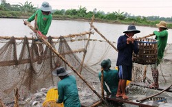 Thị trường thủy sản miền Tây, cá lóc, cá tra "rủ nhau" giảm giá, ếch thịt giá bán lại bật tăng