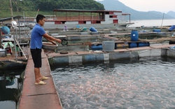 Hòa Bình tận dụng tiềm năng, lợi thế phát triển nuôi trồng thủy sản 