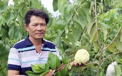 Một loại quả ngon ở Kiên Giang vào mùa hái trái rộ, giá bán bất ngờ bốc hơi mất một nửa