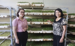 Trồng rau trong nhà là trồng kiểu gì mà một nông dân ở Đà Nẵng ngày nào cũng thu tiền?