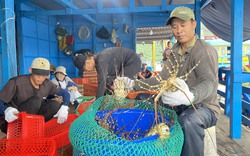 36 năm nuôi tôm hùm chưa bao giờ thấy khó như hiện nay, một nông dân Khánh Hòa kiến nghị khẩn 