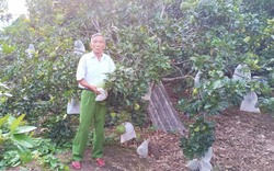 Một nông dân Quảng Bình "mát tay" làm kinh tế vườn đồi, nhiệt tình dẫn vốn ưu đãi đến hộ nghèo