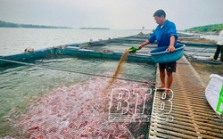 Tết đang đến, nông dân nuôi cá lồng trên sông Hồng ở Thái Bình phấn khởi với nguồn thu tiền tỷ