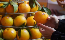 Hội Nông dân tỉnh Bắc Ninh hỗ trợ quảng bá, tiêu thụ cam vàng Hà Giang