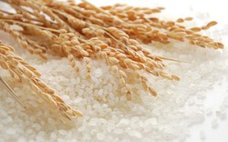 Giá gạo Thái Lan tăng liên tục, giá gạo Việt Nam vẫn đứng yên