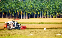 Festival Quốc tế ngành hàng lúa gạo truyền thông điệp xanh, có trách nhiệm của Việt Nam ra thế giới