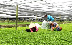 Thứ rau giàu sắt, phospho, nhìn thấy là có cảm giác thèm ăn, nông dân Vĩnh Long cắt bán đắt hàng