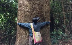 Ở Việt Nam có loại gỗ được xem là “báu vật”, giá cả tỷ đồng, thương lái Trung Quốc săn lùng ráo riết