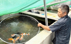 Ngắm trại cá Koi “khủng” nhất nhì tỉnh Quảng Ngãi của lão nông 60 tuổi