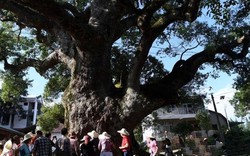 Bí ẩn "cây ôm tượng Phật": Chuyên gia giải mã từ câu chuyện già làng kể lại