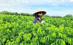 Trồng loại rau giàu vitamin hơn cả cam, bưởi, nông dân xã này của tỉnh Hải Dương cứ chục ngày lại có tiền triệu