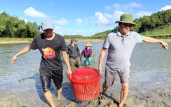Một nông dân Quảng Bình kéo lưới bắt cả tấn loại cá giàu canxi, tốt cho xương khớp, thu gần 300 triệu