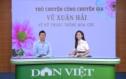 GÓC CHUYÊN GIA: Bệnh úa, vàng lá thường gặp ở cây hoa cúc và cách xử lý 