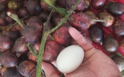 Kỳ lạ dân Việt chi tới vài triệu đồng để mua loại quả giống nhãn, có vị sầu riêng vừa ăn vừa nhân giống 