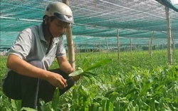 Trồng ngò gai ở vùng trũng, nông dân Khánh Hòa thu nhập gấp đôi so với trồng lúa