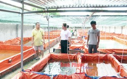 Trang trại "khổng lồ" nuôi thứ cá bé tí bán cho thiên hạ chơi, anh nông dân Bình Phước đang ăn nên làm ra