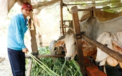 Có vốn Ngân hàng CSXH đầu tư nuôi bò, nông dân nghèo An Giang nhanh khấm khá