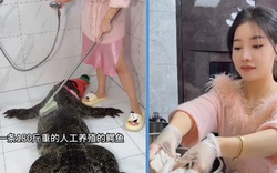 Nữ vlogger ẩm thực bị chỉ trích vì mổ cá sấu nặng 90kg để 'câu view'