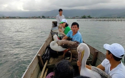 TT-Huế đưa nhiều loài chim, loài thú hoang dã về với môi trường tự nhiên