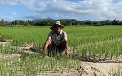 Trồng loại rau gia vị thơm cả cánh đồng, nông dân một xã ở Bình Định ngồi ruộng mà chả thấy ai mua